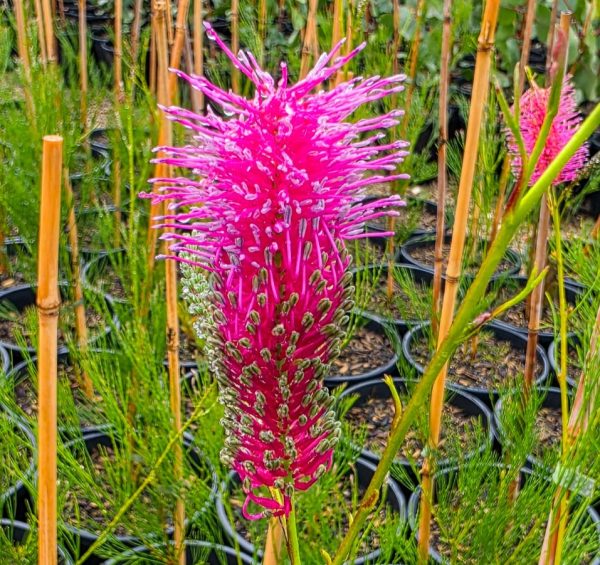 Grevillea hybrida Panrock Princess