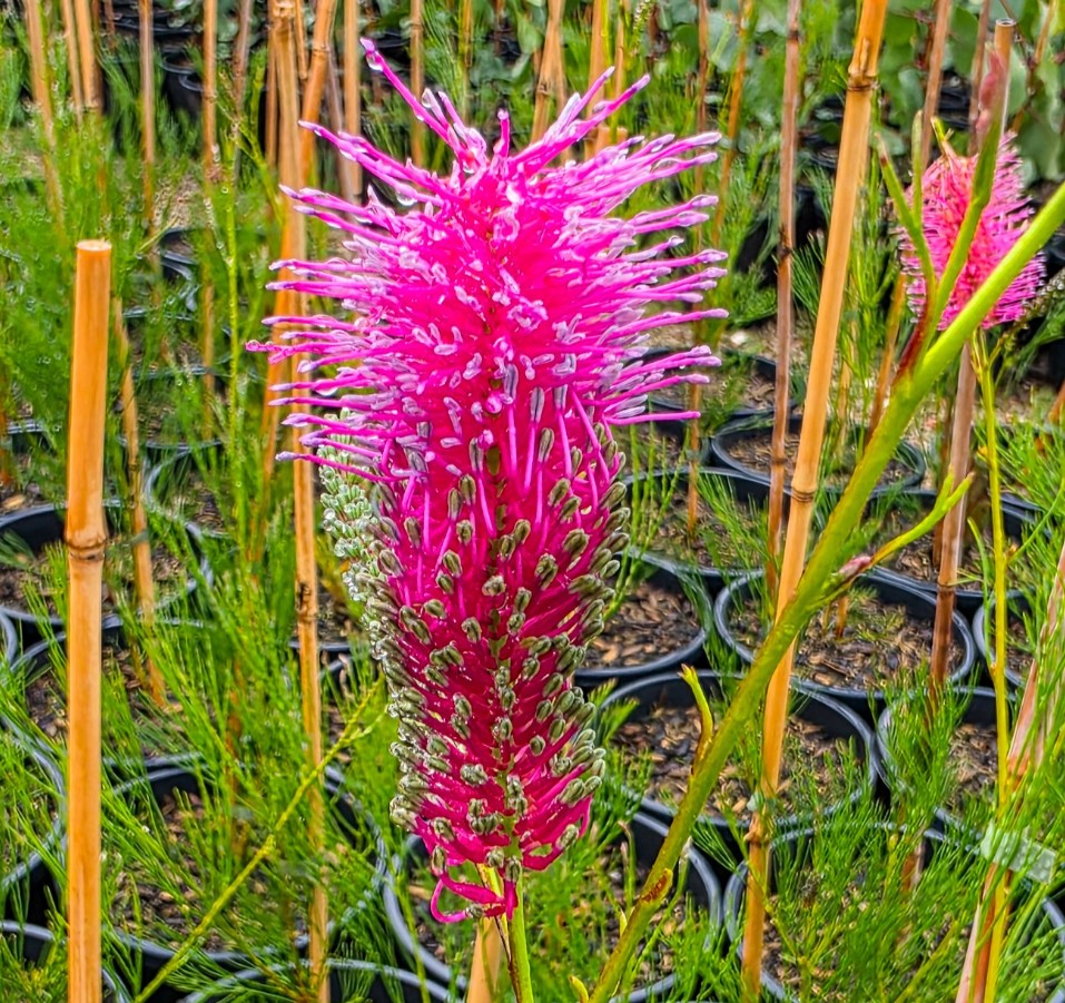 Grevillea-Panrock-Princess Grevillea hybrida Panrock Princess