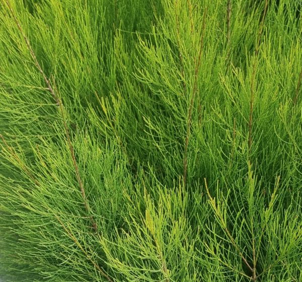 Groundcover-Sheoak-Green-Wave