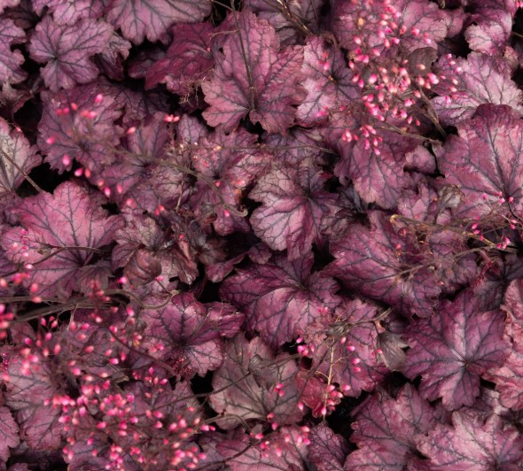 Heuchera Electric Plum