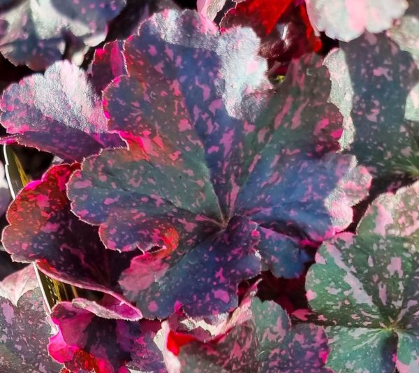 Heuchera Midnight Rose