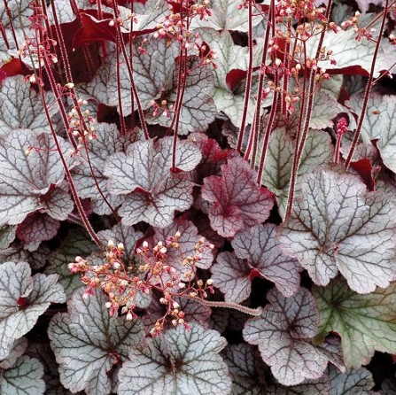Heuchera Silver Scrolls