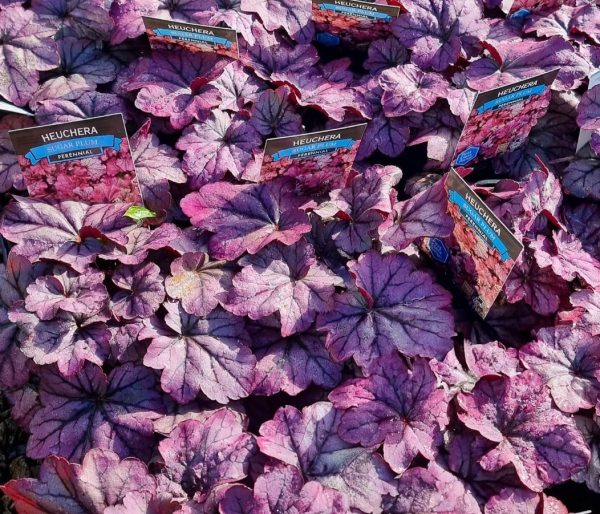 Heuchera Sugar Plum