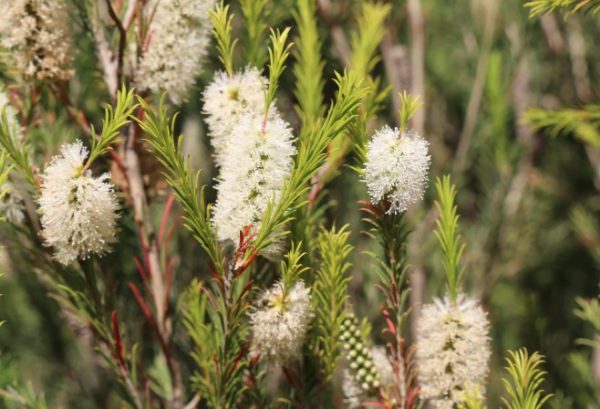 Melaleuca-armillaris-Space-Saver-pbr-Bracelet-Honey-Myrtle