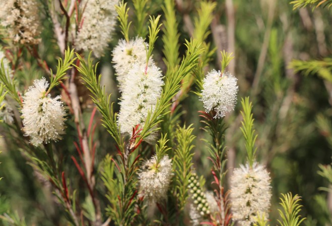 Melaleuca-armillaris-Space-Saver-pbr-Bracelet-Honey-Myrtle Melaleuca-armillaris-Space-Saver-pbr-Bracelet-Honey-Myrtle