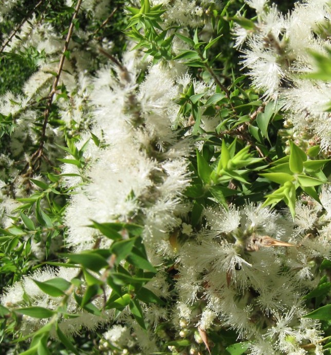 Melaleuca styphelioides Prickly Leaved Paperbark