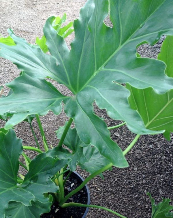 Philodendron Compact