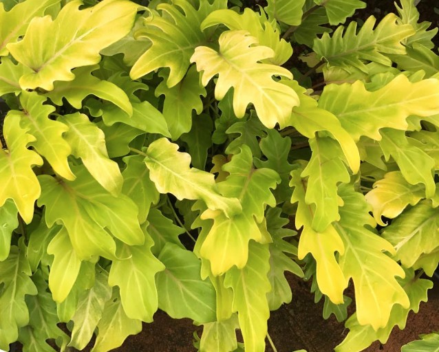 Philodendron-Gold-Bullion Philodendron Gold Bullion