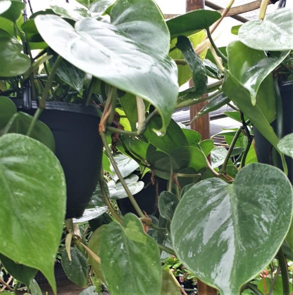 Philodendron Heartleaf