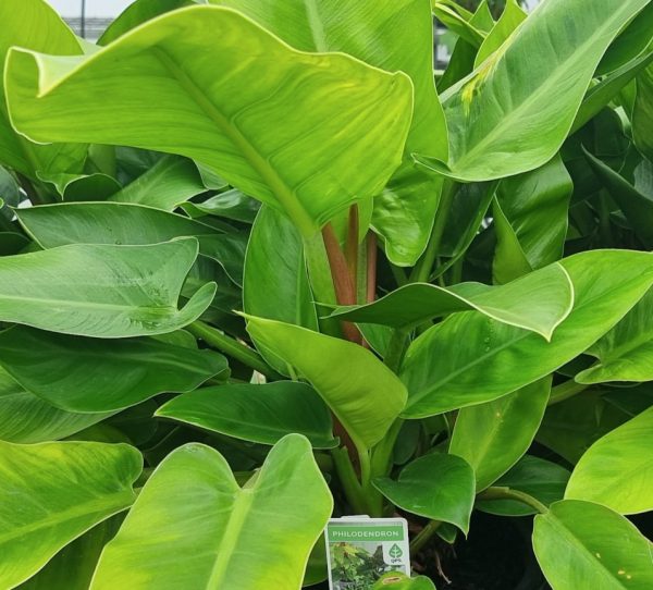 Philodendron Imperial Green