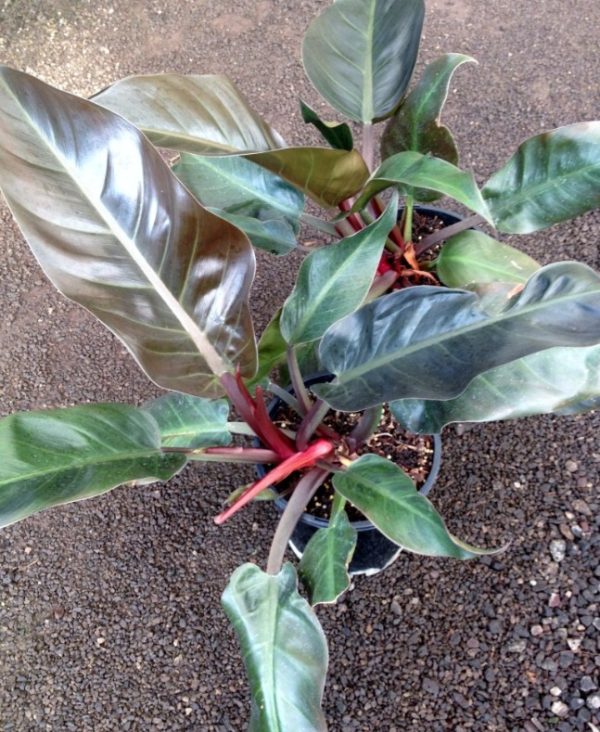 Philodendron Imperial Red