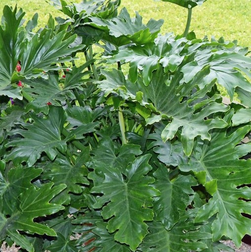 Philodendron Shangri La