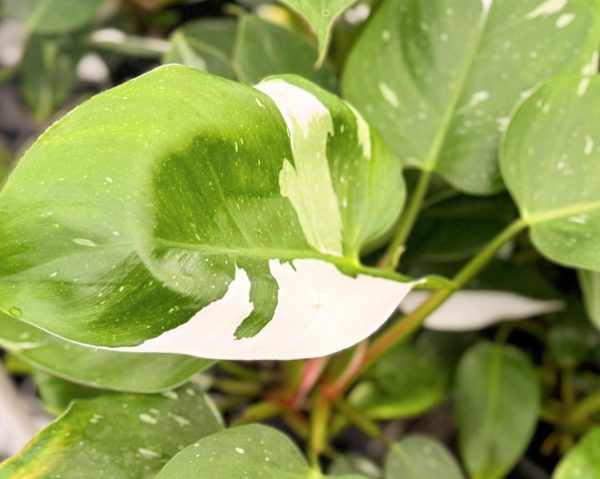 Philodendron White Wizard