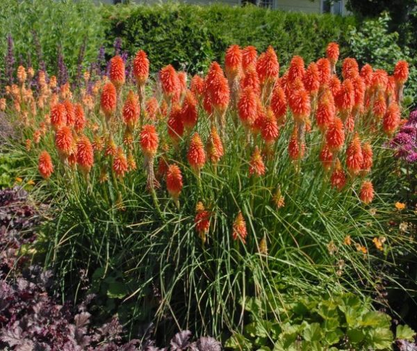 Red Hot Poker Plants