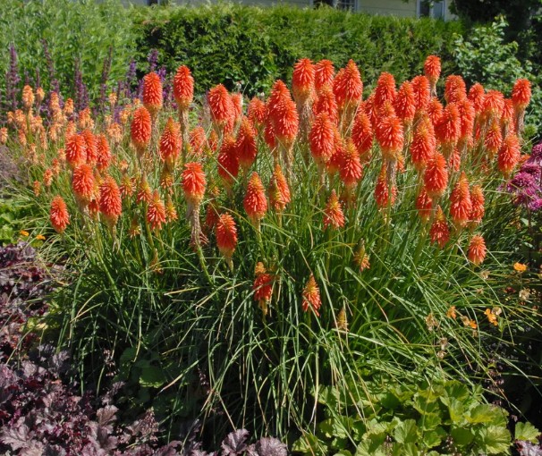 Red-Hot-Poker-Plants Red Hot Poker Plants