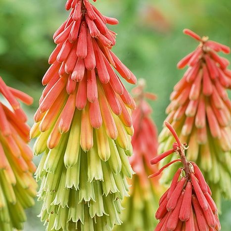 Red Hot Poker Traffic Lights