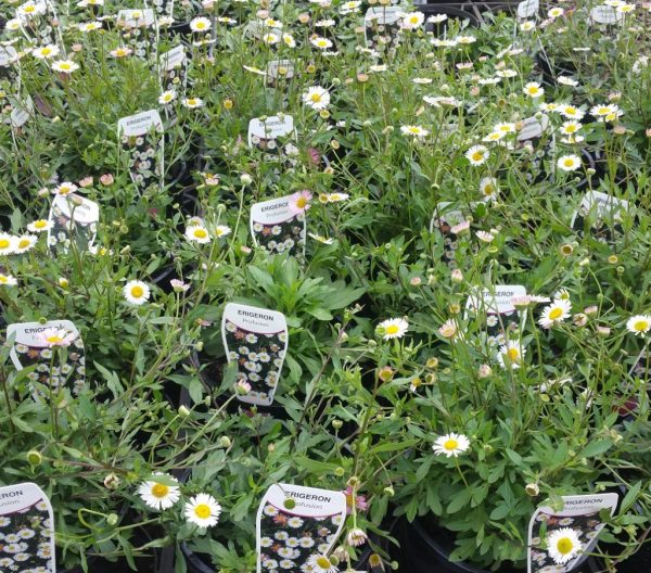Seaside Daisy Profusion