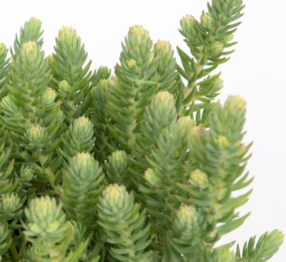 Sedum-Blue-Feather Sedum hybrida Blue Feather