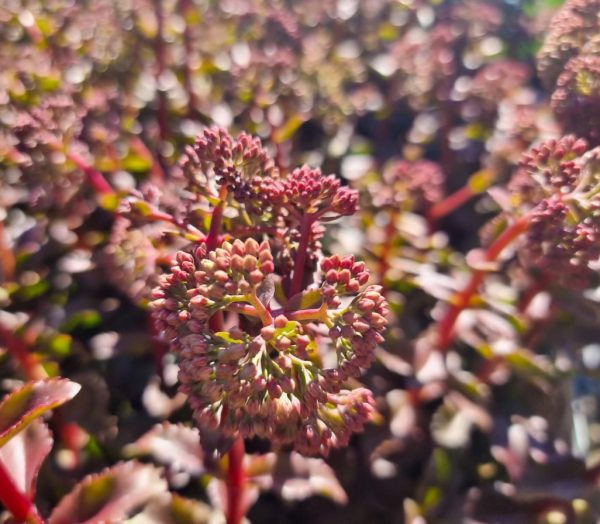Sedum Peach Pearls
