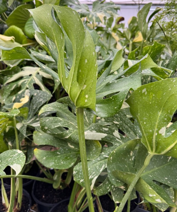 Swiss Cheese Plant Thai Constellation