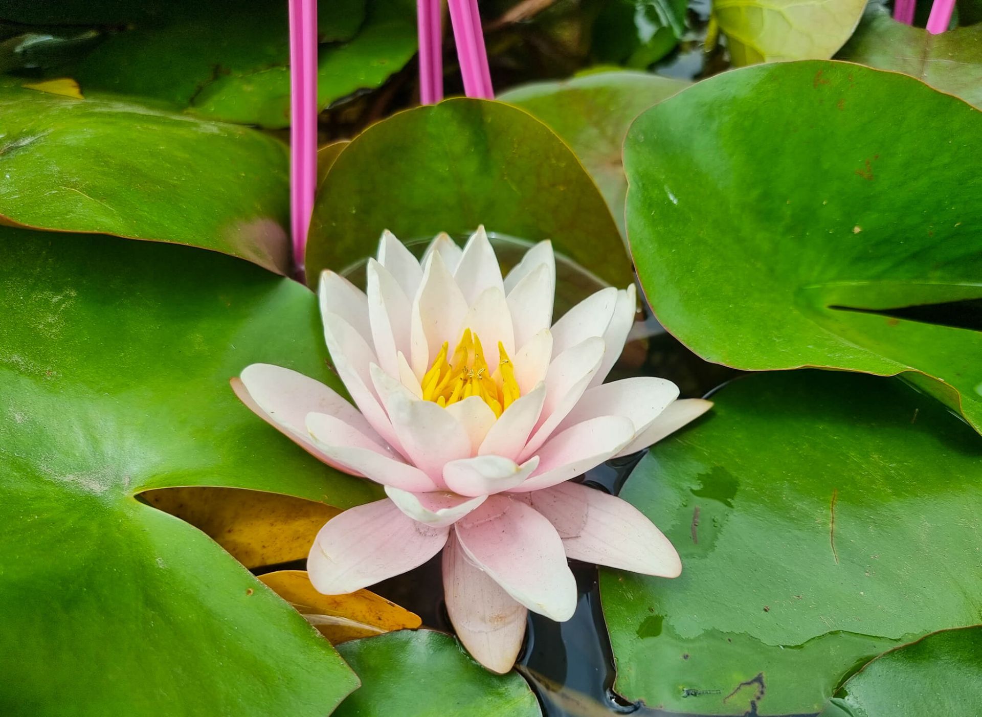 Water-Lily-Carnea Water Lily Carnea