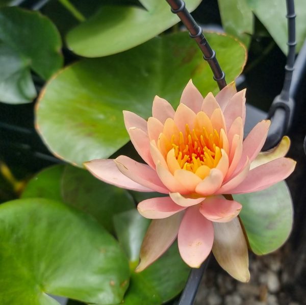 Water Lily Colorado