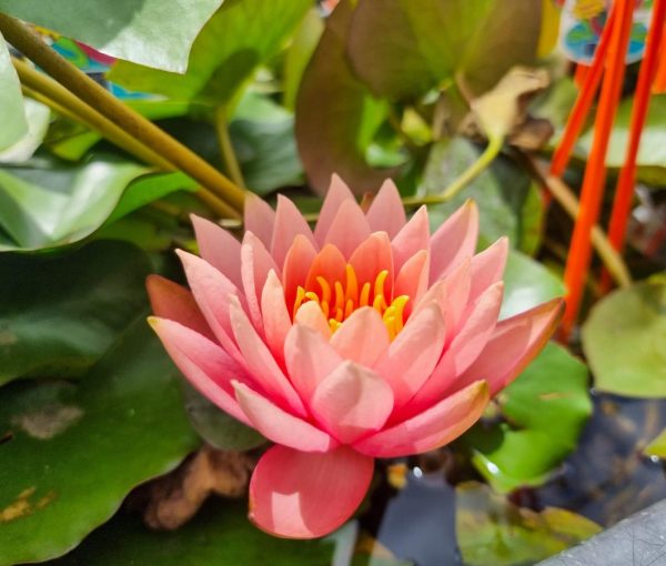 Water Lily David
