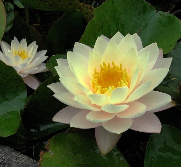 Water Lily Florida Sunset