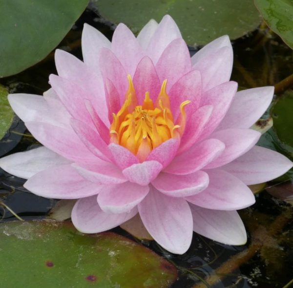 Water Lily Mrs Richmond