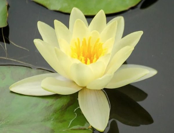 Water-Lily-Chromatella