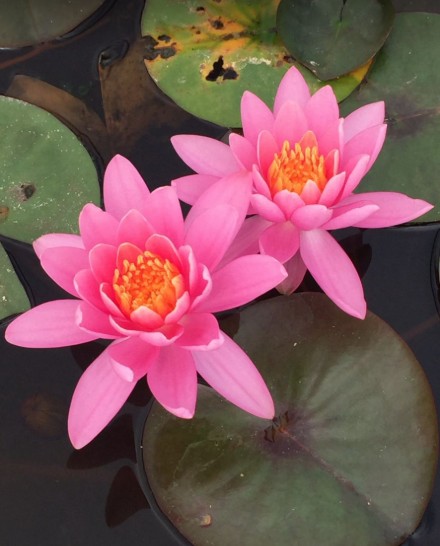 Water Lily Firecrest