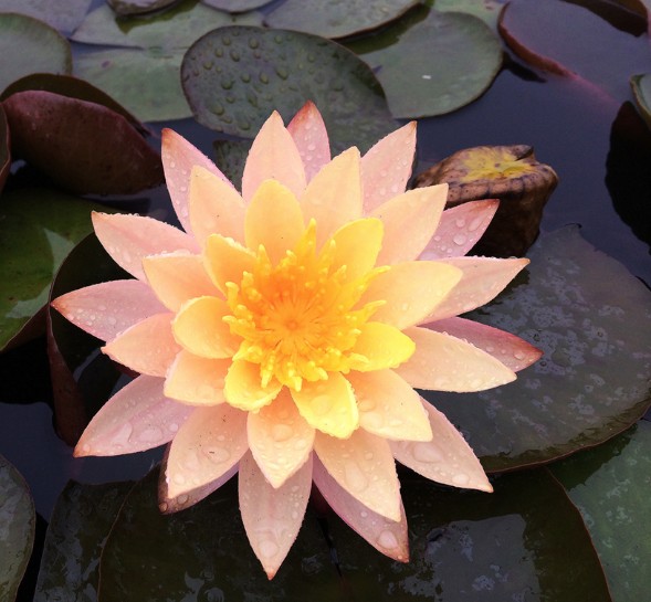 Water Lily Karleen Harder