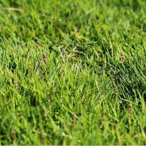 Zen Grass Zoysia hybrida