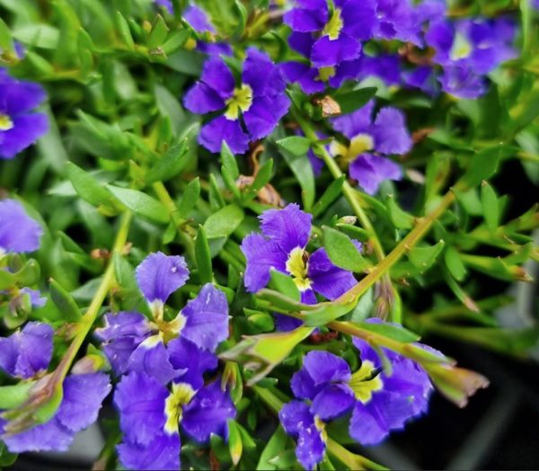 Blue Dampiera diversifolia