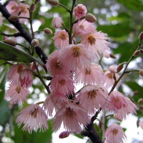 Blueberry Ash Dark Pink Elly