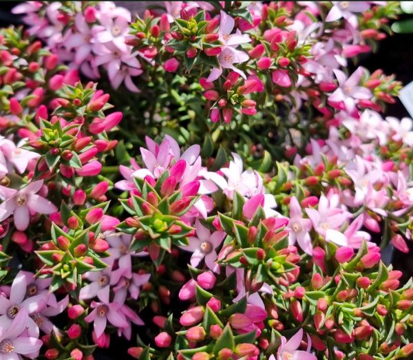 Box Leaf Wax Flower Philotheca buxifolia
