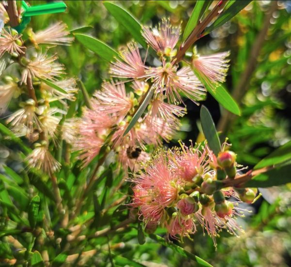 Bottlebrush Pink Champagne