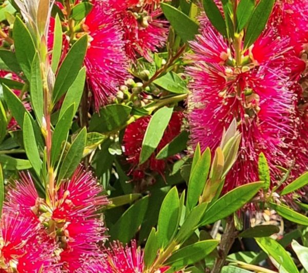Bottlebrush Western Glory