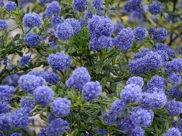 Ceanothus Pacific Wave