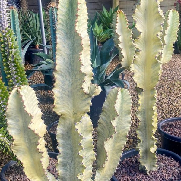 Desert Cactus Euphorbia ammak