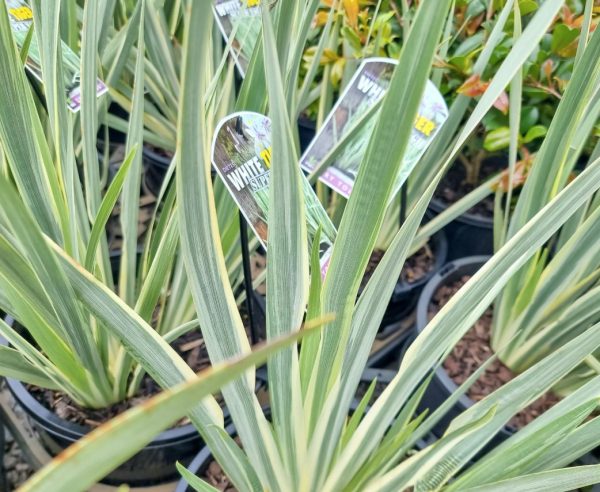 Dietes White Tiger
