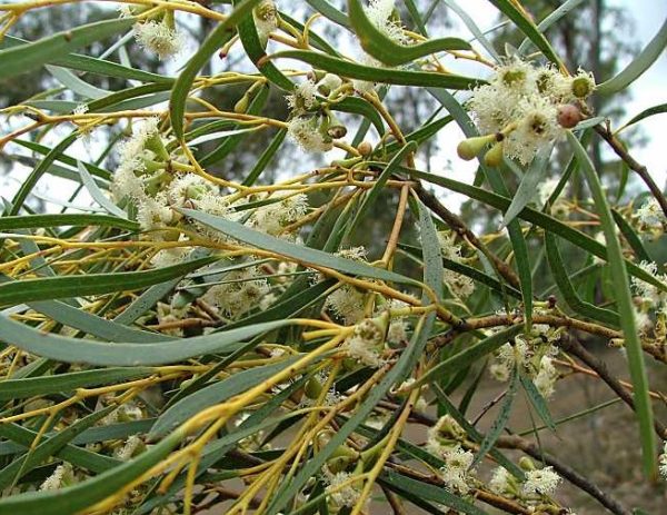 Eucalyptus pulchella White Peppermint