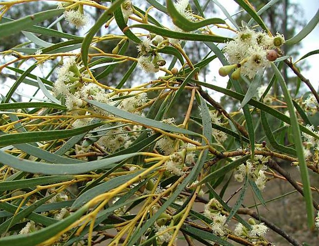 Eucalyptus pulchella White Peppermint