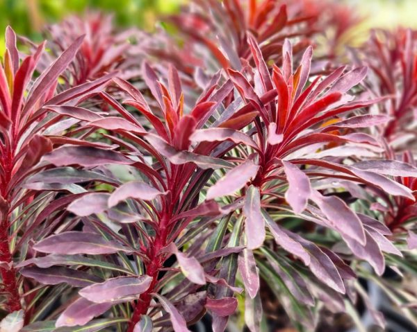 Euphorbia Miners Merlot