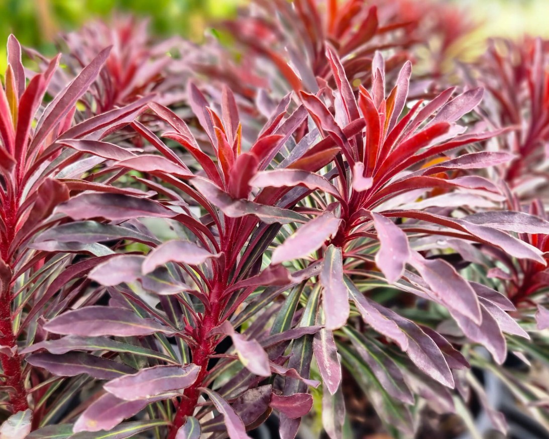 Euphorbia Miners Merlot
