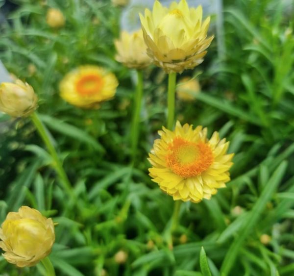 Golden-Everlasting-Xerochrysum-bracteatum