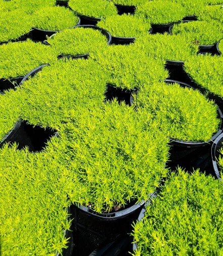 Golden Irish Moss Sagina subulata Aurea