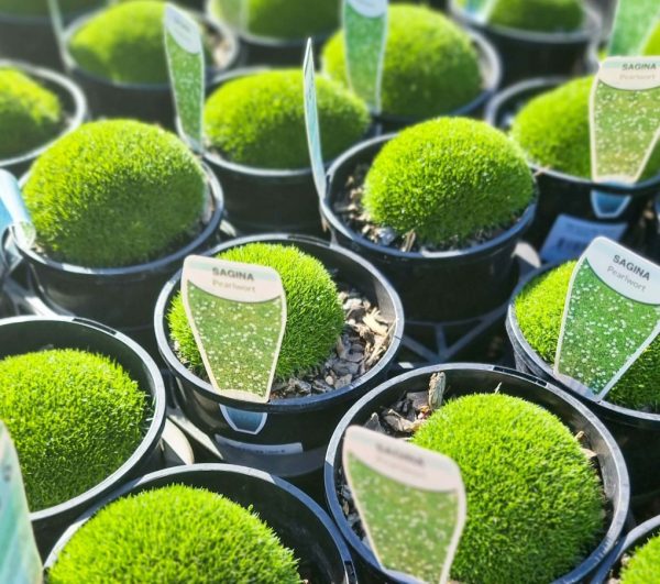Irish Moss Pearlwort