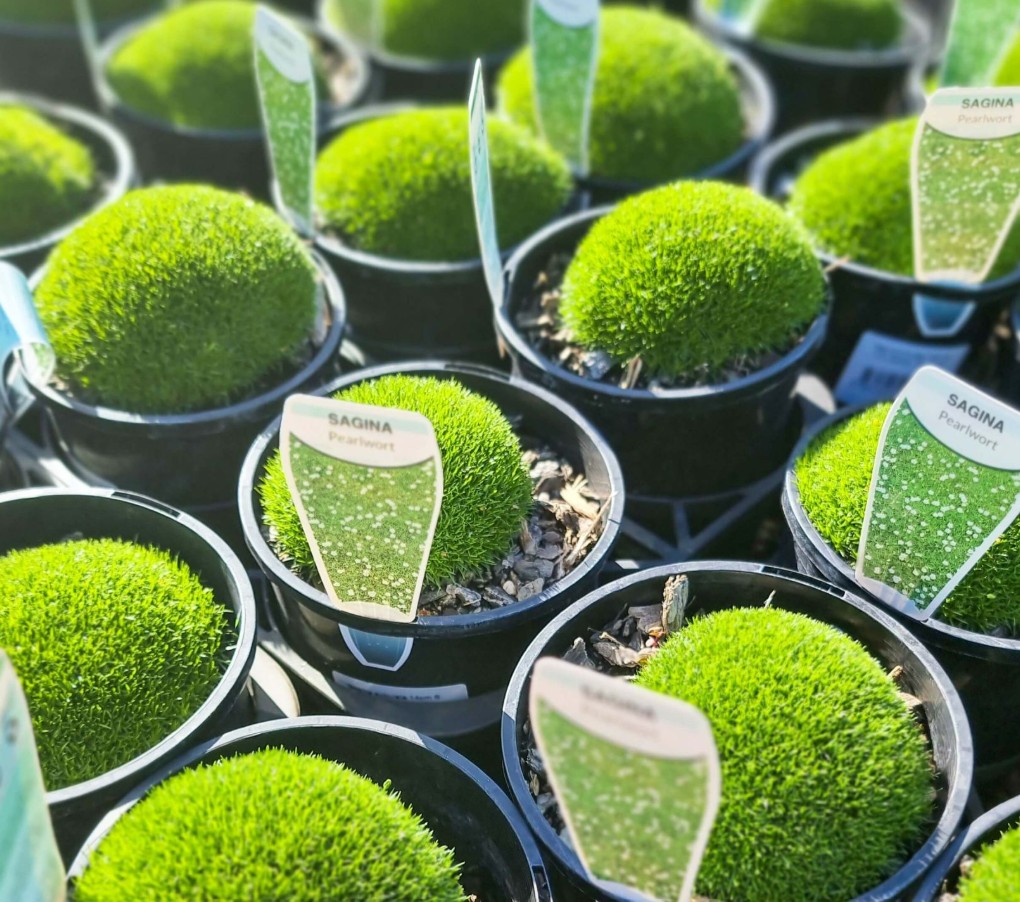 Irish Moss Pearlwort