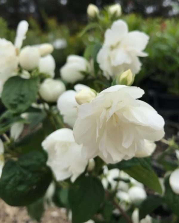 Mock Orange